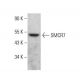 SMCR7 Antibody (E-1) - Western Blotting - Image 376466