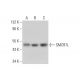 SMCR7L Antibody (A-6) - Western Blotting - Image 314069