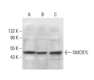 SMCR7L Antibody (A-6) - Western Blotting - Image 378114 