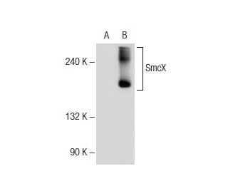 SmcX Antibody (C-1) - Western Blotting - Image 145665 