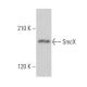 SmcX Antibody (C-1) - Western Blotting - Image 360705 