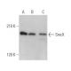 SmcX Antibody (C-1) - Western Blotting - Image 365677