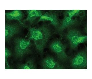 SmcX Antibody (C-12) - Immunofluorescence - Image 149851 