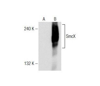 SmcX Antibody (F-12) - Western Blotting - Image 147251 