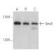 SmcX Antibody (F-12) - Western Blotting - Image 365679