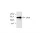 SmcY Antibody (4C6) - Western Blotting - Image 347589 