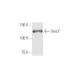 SmcY Antibody (4C6) - Western Blotting - Image 347590 