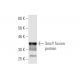 SmcY Antibody (4C6) - Western Blotting - Image 348893