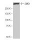 SMG1 Antibody (6-RE13) - Western Blotting - Image 65055 