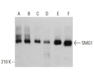 SMG1 Antibody (E-4) - Western Blotting - Image 382764 