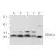 SMIM13 Antibody (E-6) - Western Blotting - Image 304349 