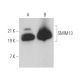 SMIM13 Antibody (E-6) - Western Blotting - Image 373266