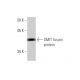 SMIT Antibody (3A6) - Western Blotting - Image 348845 