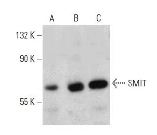 SMIT Antibody (3A6) - Western Blotting - Image 384075 