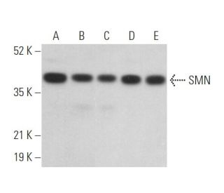 SMN Antibody (F-5) - Western Blotting - Image 372842 