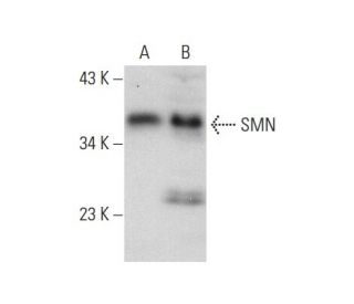 SMN Antibody (H-7) - Western Blotting - Image 59788 