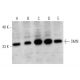 western blotting image from recommended SMN (2B1) monoclonal antibody replacement. Image 366649