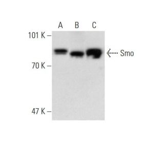 Smo Antibody (E-5) - Western Blotting - Image 138377 