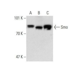 western blotting image from recommended SMO/Smoothened (E-5) monoclonal antibody replacement. Image 138377