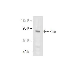 SMO/Smoothened Antibody (E-5) - Western Blotting - Image 83976