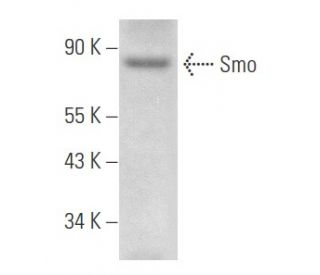 SMO/Smoothened Antibody (E-5) - Western Blotting - Image 357778