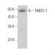 SMOC-1 Antibody (A-10) - Western Blotting - Image 381084