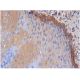 immunohistochemistry image from recommended smoothelin (C-8) monoclonal antibody replacement. Image 284703