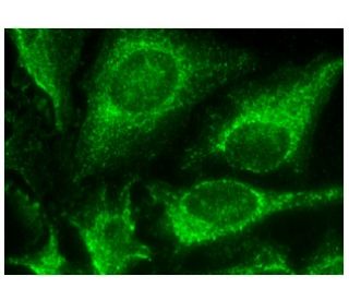 SMP30 Antibody (H-4) - Immunofluorescence - Image 282749 