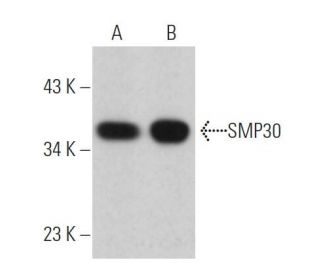 SMP30 Antibody (G-10) - Western Blotting - Image 363556