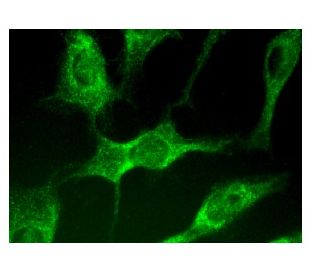 SMPDL3B Antibody (B-1) - Immunofluorescence - Image 160333 