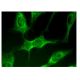 SMPDL3B Antibody (B-1) - Immunofluorescence - Image 160333 