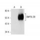 SMPDL3B Antibody (B-1) - Western Blotting - Image 160883