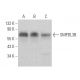 SMPDL3B Antibody (B-1) - Western Blotting - Image 374346 