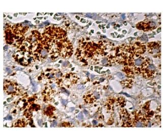 SMPDL3B Antibody (H-3) - Immunohistochemistry - Image 159153 