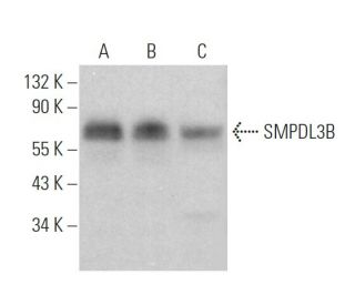 SMPDL3B Antibody (B-1) - Western Blotting - Image 374346