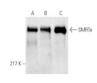western blotting image from recommended SMRTe (1542/H7) monoclonal antibody replacement. Image 1646