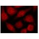SMRTe Antibody (1542/H7) - Immunofluorescence - Image 160174