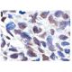 SMRTe Antibody (1542/H7) - Immunohistochemistry - Image 160173 