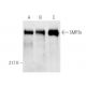 western blotting image from recommended SMRTe (1542/H7) monoclonal antibody replacement. Image 1646