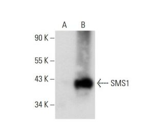 SMS1 Antibody (E-5) - Western Blotting - Image 73213 