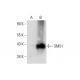 SMS1 Antibody (E-5) - Western Blotting - Image 73213 
