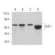 SMS1 Antibody (E-5) - Western Blotting - Image 364187 
