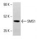 SMS1 Antibody (E-5) - Western Blotting - Image 413702