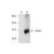 SMS1 Antibody (F-10) - Western Blotting - Image 73211 