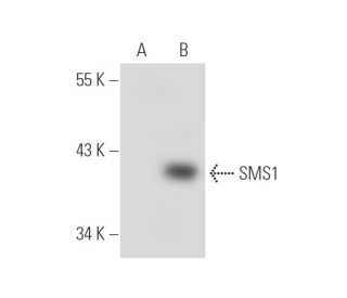SMS1 Antibody (G-8) - Western Blotting - Image 45290