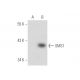 SMS1 Antibody (G-8) - Western Blotting - Image 45290