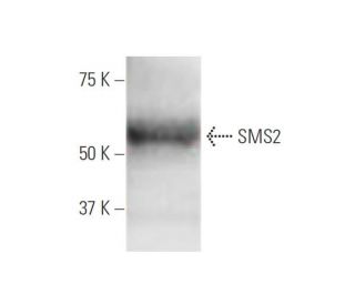 SMS2 Antibody (7D10) - Western Blotting - Image 347639 