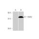 SMS2 Antibody (7D10) - Western Blotting - Image 347638 