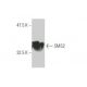 SMS2 Antibody (7D10) - Western Blotting - Image 347651