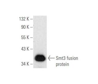 Smt3 Antibody (D-8) - Western Blotting - Image 59445